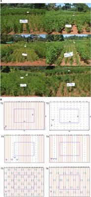 Spatial Arrangement and Biofertilizers Enhance the Performance of Legume—Millet Intercropping System in Rainfed Areas of Southern India